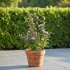 Soporte Plastico para Plantas Trepadoras