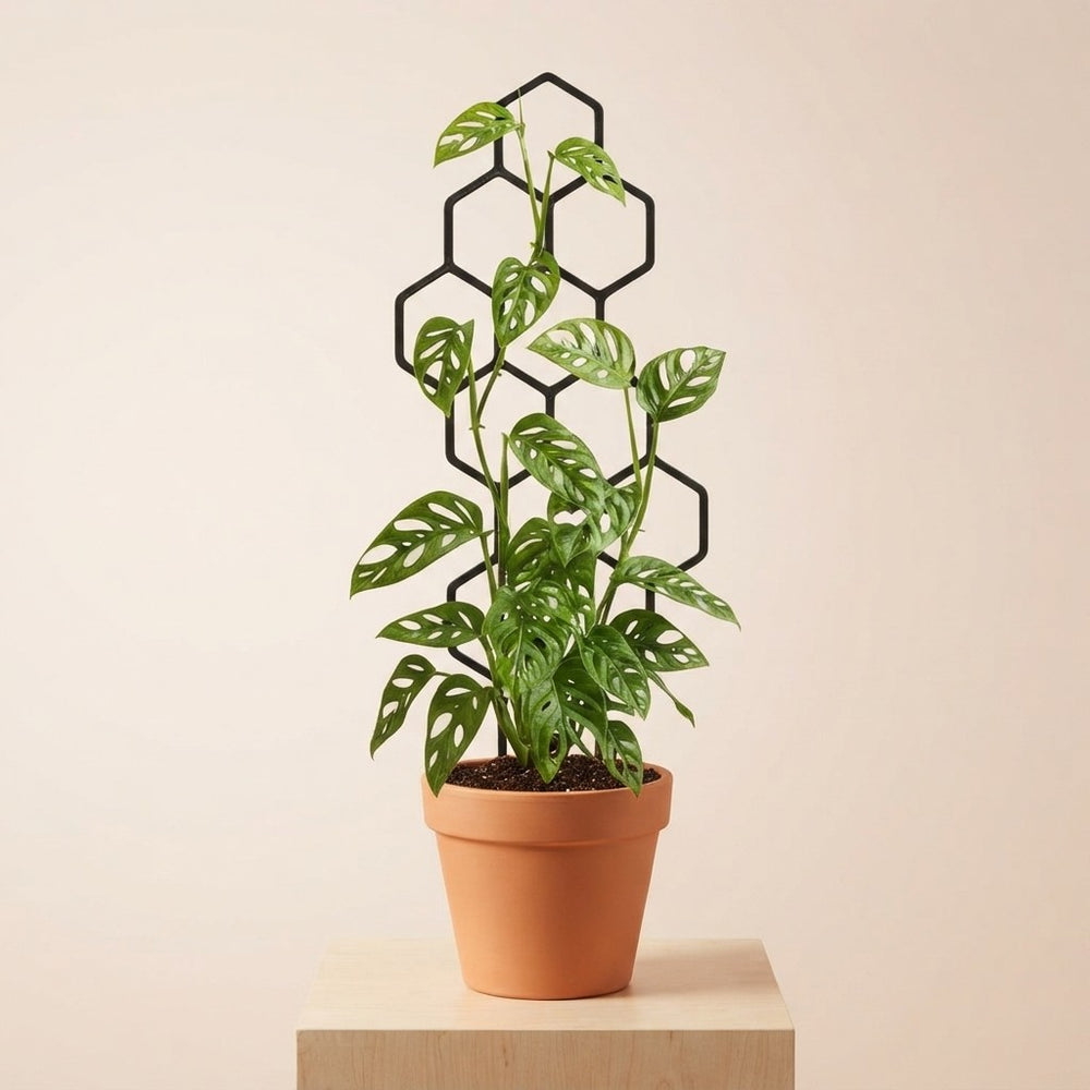 Soporte Plastico para Plantas Trepadoras